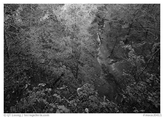 Forest in  karstic depression. Mammoth Cave National Park (black and white)