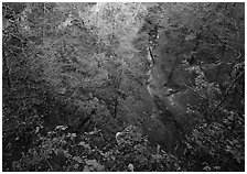 Forest in  karstic depression. Mammoth Cave National Park ( black and white)