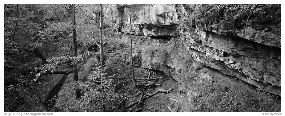 Limestone cliffs and forest. Mammoth Cave National Park (black and white)