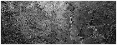 Forest and stream seen from above. Mammoth Cave National Park (Panoramic black and white)