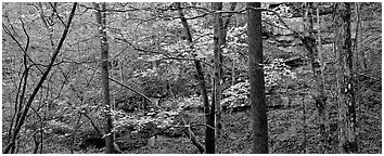 Forest in autumn and cliffs. Mammoth Cave National Park (Panoramic black and white)