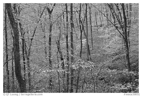 Forest in fall color. Mammoth Cave National Park (black and white)