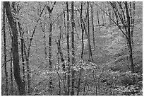 Forest in fall color. Mammoth Cave National Park, Kentucky, USA. (black and white)