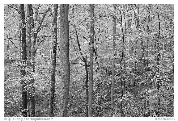 Deciduous trees with yellow leaves. Mammoth Cave National Park, Kentucky, USA.