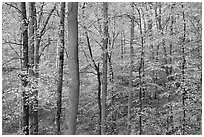 Deciduous trees with yellow leaves. Mammoth Cave National Park ( black and white)