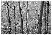 Forest in autumn color. Mammoth Cave National Park ( black and white)