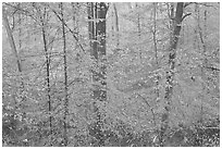 Drizzle and fall colors. Mammoth Cave National Park, Kentucky, USA. (black and white)