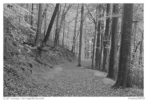 Trail covered with fallen leaves. Mammoth Cave National Park, Kentucky, USA.