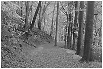 Trail covered with fallen leaves. Mammoth Cave National Park ( black and white)