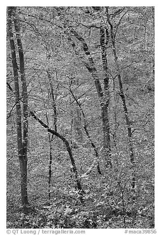 Trees with leaves in fall color. Mammoth Cave National Park, Kentucky, USA.