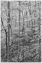 Trees with leaves turned yellow. Mammoth Cave National Park ( black and white)