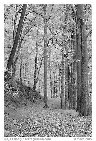 Trail in autumn forest. Mammoth Cave National Park, Kentucky, USA.