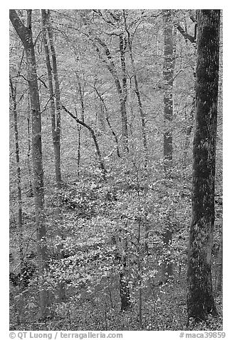 Forest with fall foliage. Mammoth Cave National Park (black and white)
