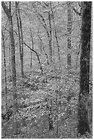 Forest with fall foliage. Mammoth Cave National Park ( black and white)