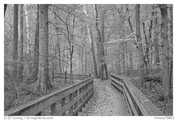 Boardwalk in fall. Mammoth Cave National Park (black and white)