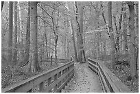 Boardwalk in fall. Mammoth Cave National Park ( black and white)