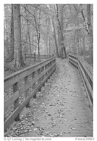 Wooden boardwalk in autumn. Mammoth Cave National Park, Kentucky, USA.