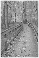 Wooden boardwalk in autumn. Mammoth Cave National Park, Kentucky, USA. (black and white)