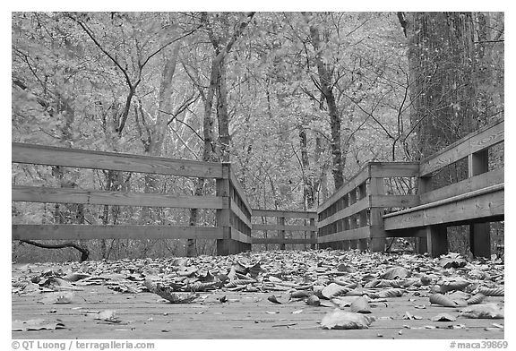 Fallen leaves and boardwalk, ground-level view. Mammoth Cave National Park, Kentucky, USA.