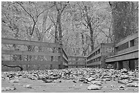 Fallen leaves and boardwalk, ground-level view. Mammoth Cave National Park, Kentucky, USA. (black and white)