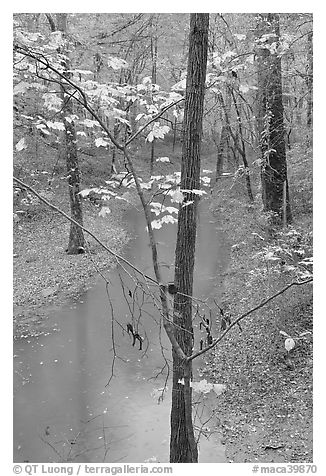 Trees with yellow leaves and Styx river during rain. Mammoth Cave National Park (black and white)
