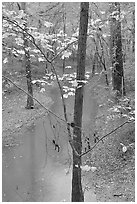 Trees with yellow leaves and Styx river during rain. Mammoth Cave National Park ( black and white)