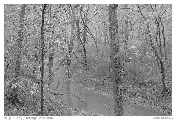 Styx spring and forest in autumn foliage during rain. Mammoth Cave National Park (black and white)