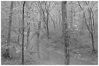 Styx spring and forest in autumn foliage during rain. Mammoth Cave National Park ( black and white)