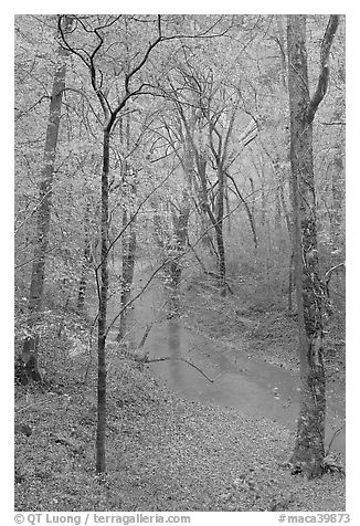 Styx stream and forest in fall foliage during rain. Mammoth Cave National Park (black and white)