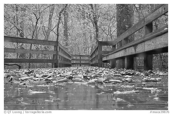 Wet boardwalk during rain. Mammoth Cave National Park, Kentucky, USA.