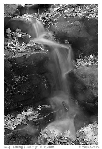 Stream, boulders, and fallen leaves. Mammoth Cave National Park (black and white)