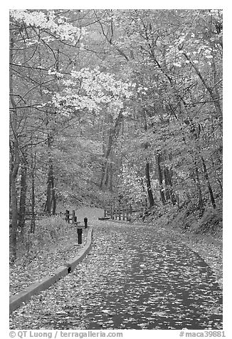 Paved trail and forest in fall foliage. Mammoth Cave National Park (black and white)