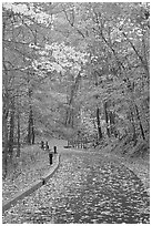 Paved trail and forest in fall foliage. Mammoth Cave National Park, Kentucky, USA. (black and white)