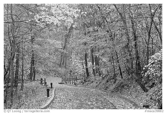 Trail leading to historic cave entrance in the fall. Mammoth Cave National Park (black and white)