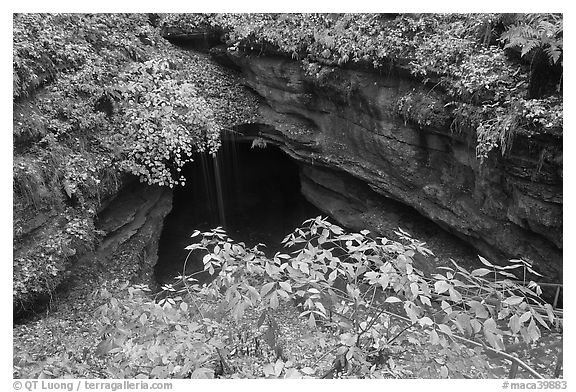 Entrance shaft. Mammoth Cave National Park (black and white)
