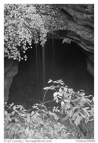 Entrance shaft and rain-fed water drip. Mammoth Cave National Park (black and white)