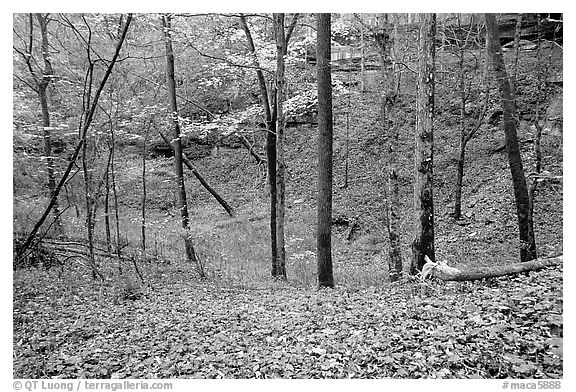 Forest in fall inside sinkhole. Mammoth Cave National Park, Kentucky, USA.