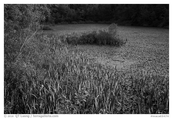 Aquatic plants, Sloans Crossing Pond. Mammoth Cave National Park (black and white)