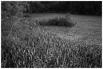 Aquatic plants, Sloans Crossing Pond. Mammoth Cave National Park ( black and white)