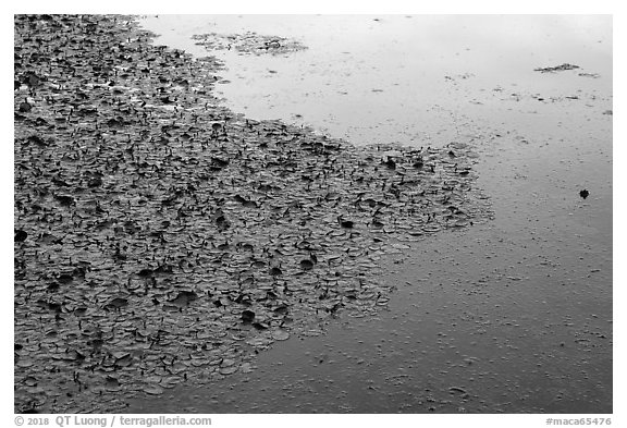 Water lillies and frog, Sloans Crossing Pond. Mammoth Cave National Park (black and white)