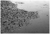 Water lillies and frog, Sloans Crossing Pond. Mammoth Cave National Park ( black and white)