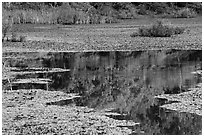 Reflections, Sloans Crossing Pond. Mammoth Cave National Park ( black and white)