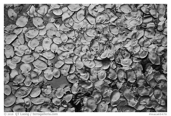 Close-up of water lillies, Sloans Crossing Pond. Mammoth Cave National Park (black and white)