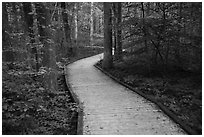 Boardwalk, Sloans Crossing Pond. Mammoth Cave National Park ( black and white)