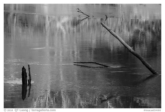 Snags and reflections, Green River. Mammoth Cave National Park (black and white)