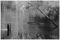 Snags and reflections, Green River. Mammoth Cave National Park ( black and white)