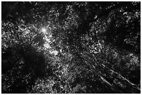 Looking up tree canopy in summer. Mammoth Cave National Park ( black and white)