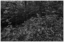 Summer wildflowers and forest. Mammoth Cave National Park ( black and white)