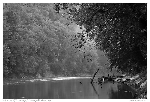 Green River and fog, Dennison Ferry. Mammoth Cave National Park (black and white)