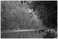 Green River and fog, Dennison Ferry. Mammoth Cave National Park ( black and white)